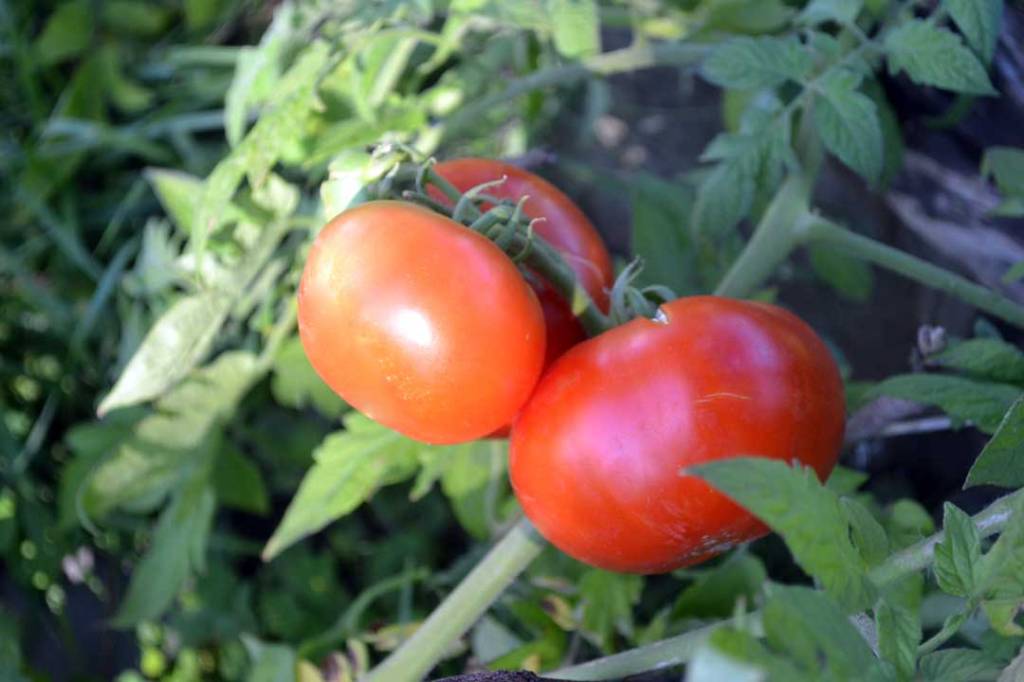 tomatoes on the vine in garden