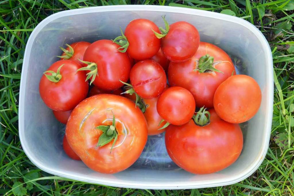 freshly picked tomatoes in garden