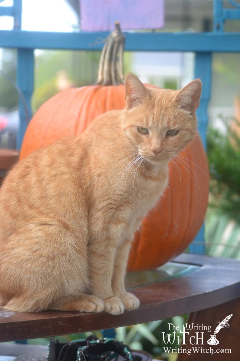 outdoor cat with a pumpkin