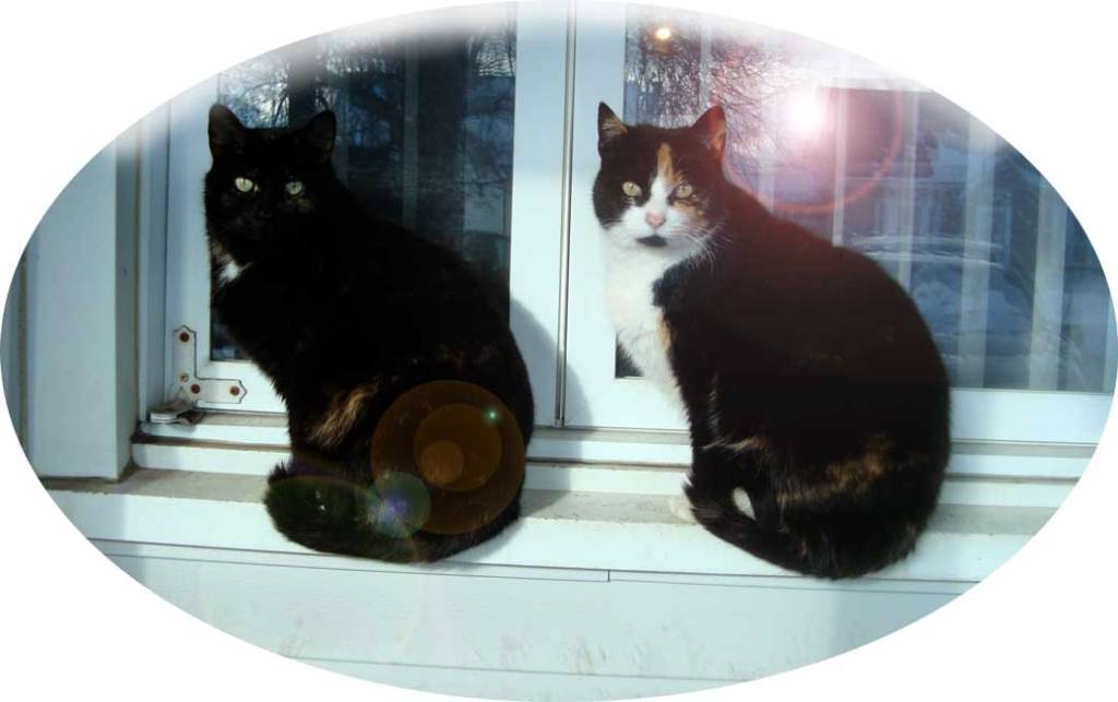 Neko and Trinity cats