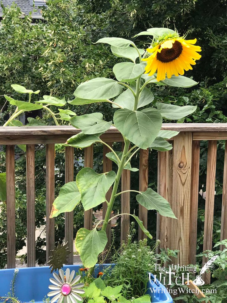 sunflower growing in a bucket on a patio
